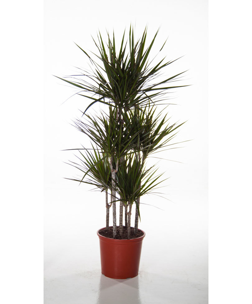 Risultati immagini per Dracena