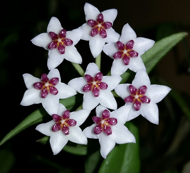 Hoya (Fiore di cera) Consigli, Coltivazione e Cura