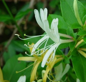 lonicera_japonica