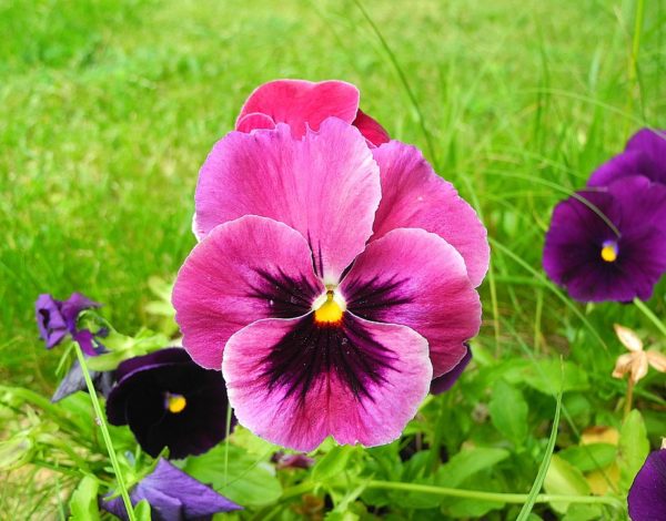 Viola Del Pensiero O Pans Coltivazione E Cura Viola Del Pensiero O Pans Coltivazione E Cura