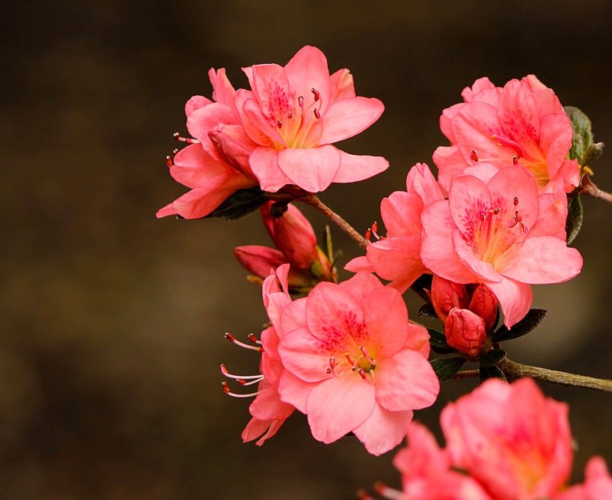 Rododendro (Rhododendron): Consigli, Coltivazione e Cura