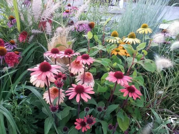 Echinacee