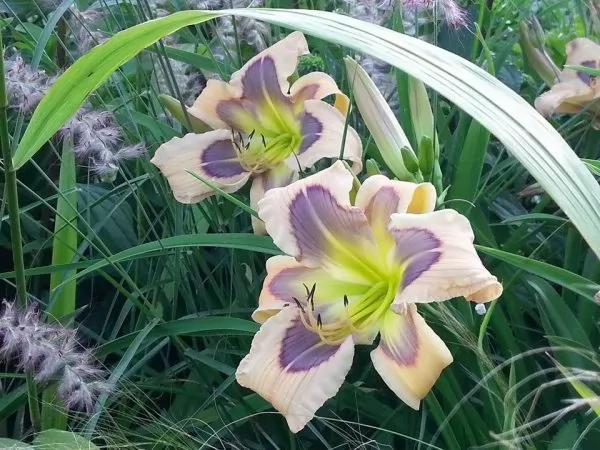 Hemerocallis e spighe di pennisetum