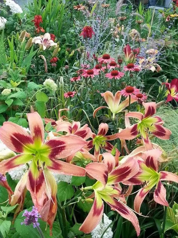 Hemerocallis, echinacee, hydrangee, perovskia atriplicifolia