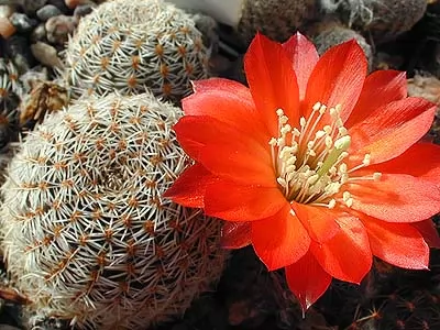 Rebutia albopectinata