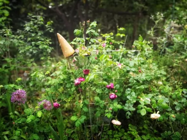Rosa 'Cardinal de Richelieu' e Alliums.