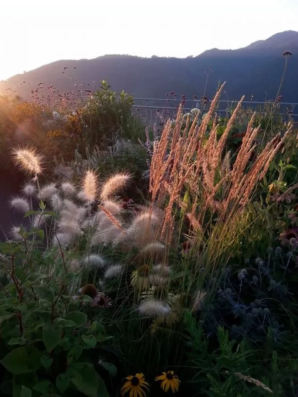 Spighe di graminacee che riflettono la luce del tramonto