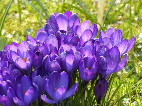 crocus