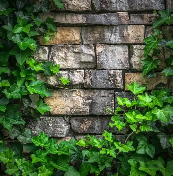 2 Piante Di Edera A Foglia Grande Per Pareti E Giardino - Vaso 13 Cm, Piante Vere Purificanti, Rampicanti Verdi, Cure Facili