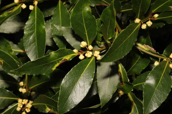 Alloro - Laurus nobilis