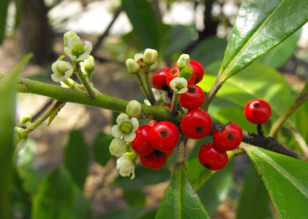 Ilex Paraguariensis