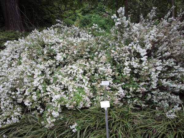 Deutzia gracilis