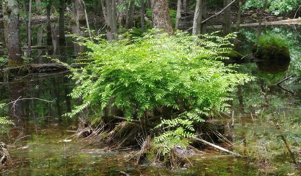 Osmunda regalis - Felce Florida