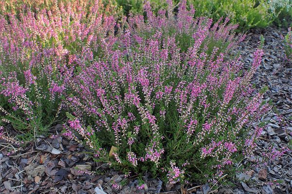 Calluna vulgaris