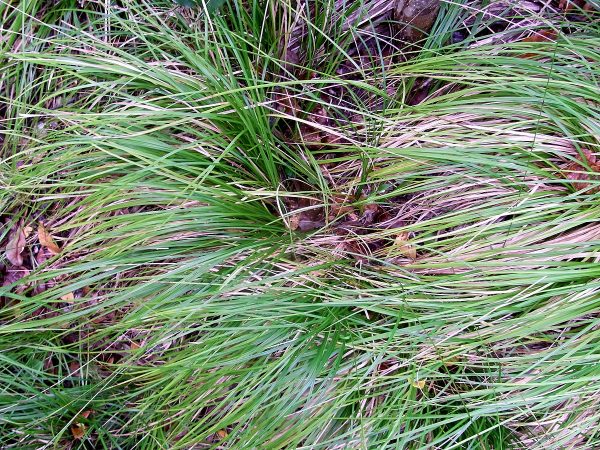 Carex brunnea