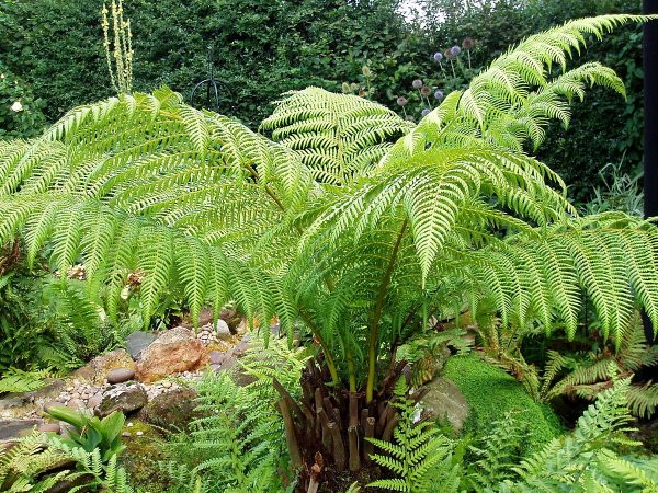 Dicksonia antartica