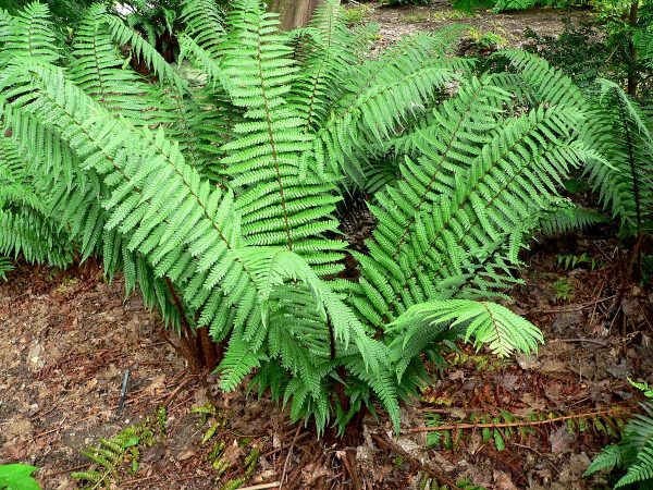 Dryopteris wallichiana