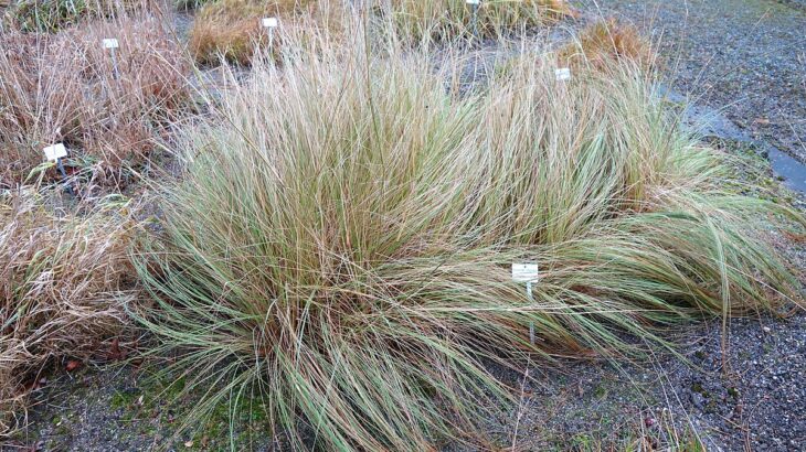 Eragrostis trichodes