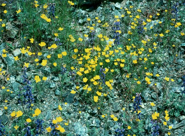 Eschscholzia caespitosa