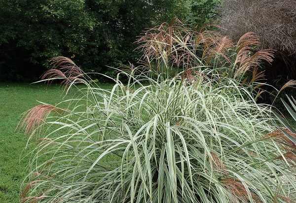 Miscanthus sinensis Variegatus