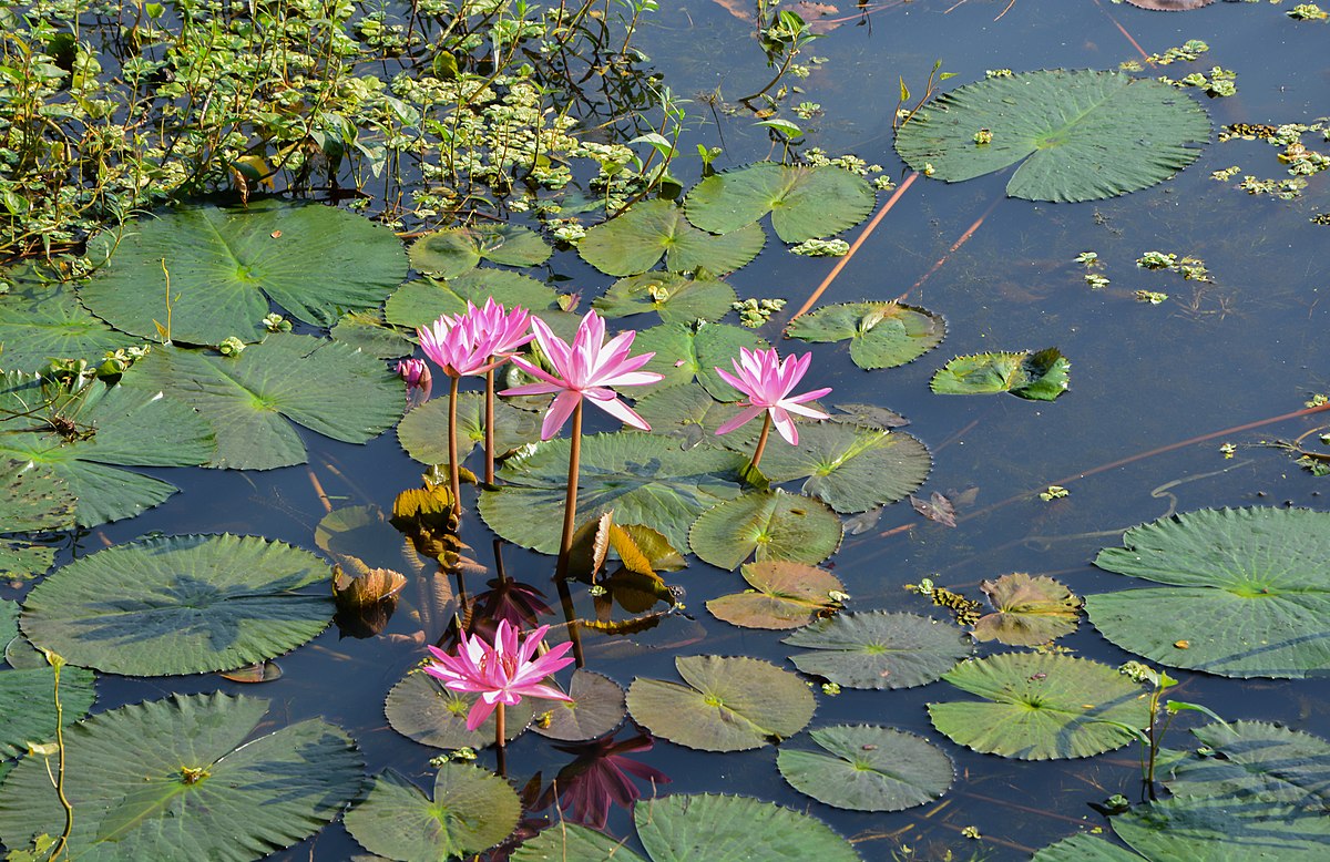 Fior di Loto: Coltivazione e Cura del genere Nelumbo