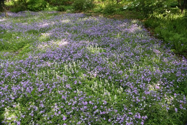 Phlox stolonifera