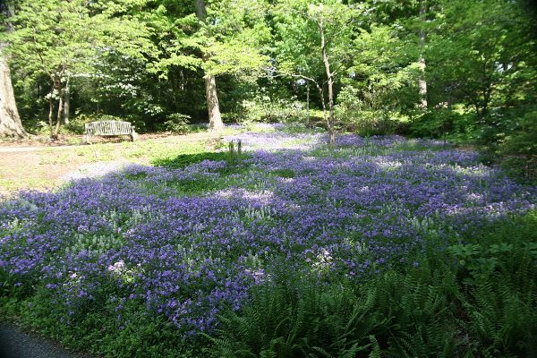 Phlox stolonifera