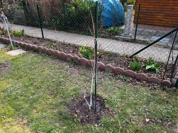 Coltivazione Corniolo giapponese in giardino