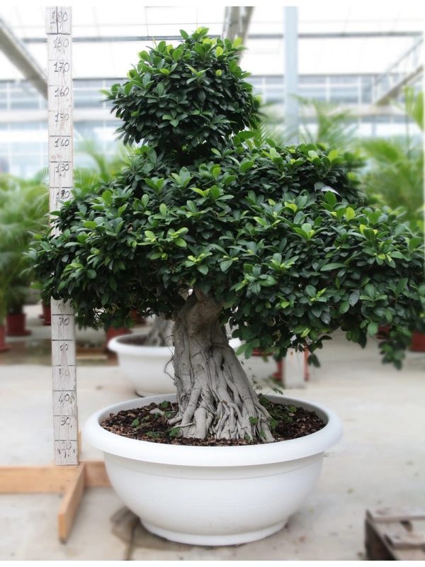 Bonsai Ficus 