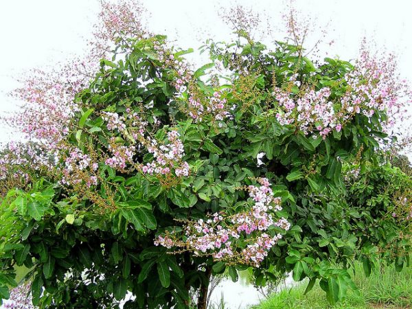 lagerstroemia speciosa