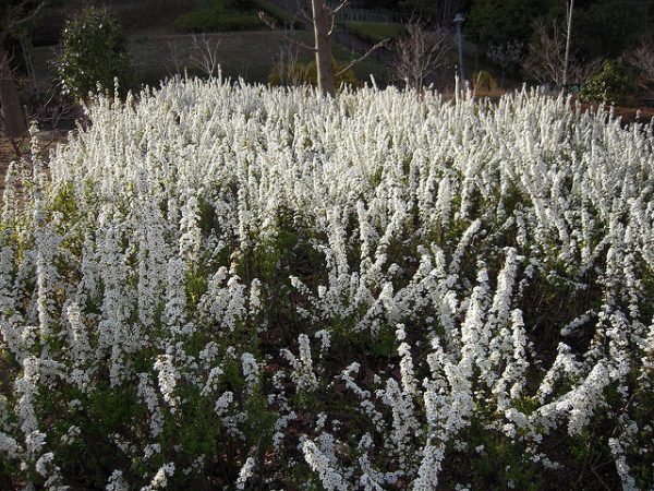 spirea thunbergii