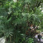 Palma di Bambù (Chamaedorea seifrizii)
