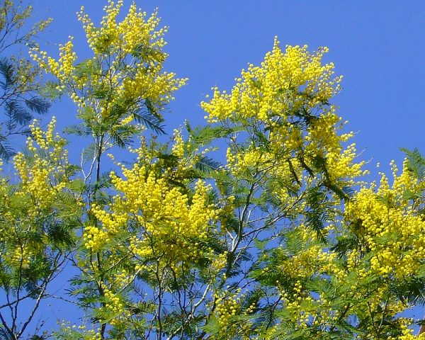 Coltivazione Mimosa (esposizione Acacia dealbata)