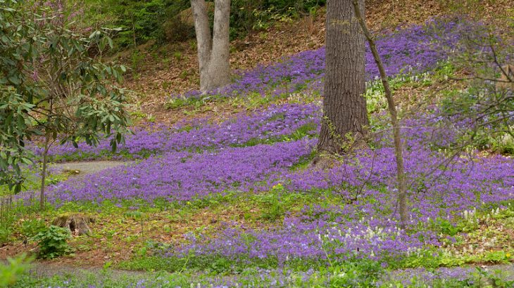 Phlox stolonifera