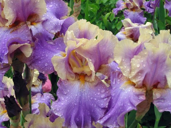 annaffiatura iris