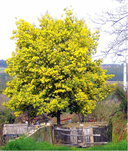 Albero Acacia dealbata