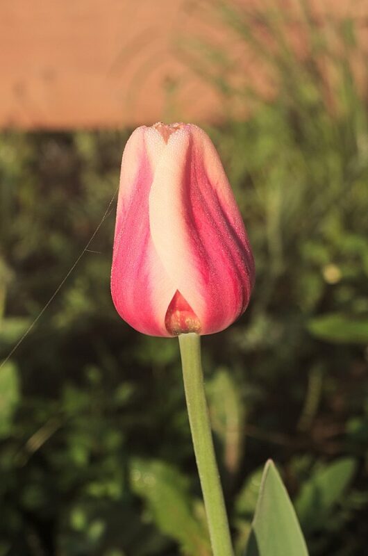 Tulipa Apricot Beauty  