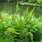 Osmunda regalis – Felce Florida