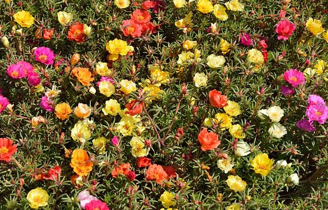 Portulaca grandiflora