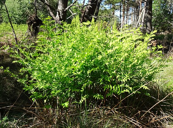 Osmunda regalis - Felce Florida 