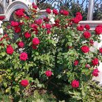 Rose arbustive e paesaggistiche