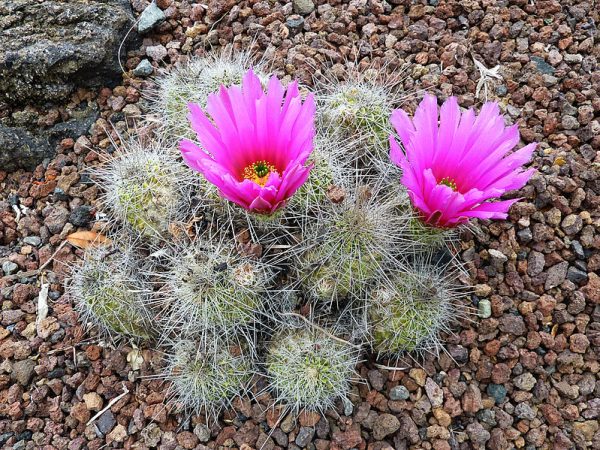 Echinocereus stramineus