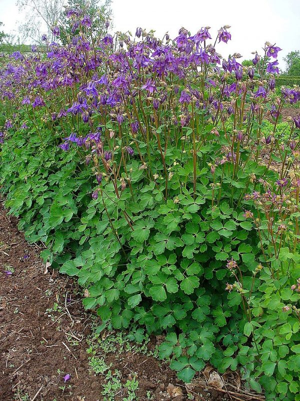 Aquilegia Vulgaris