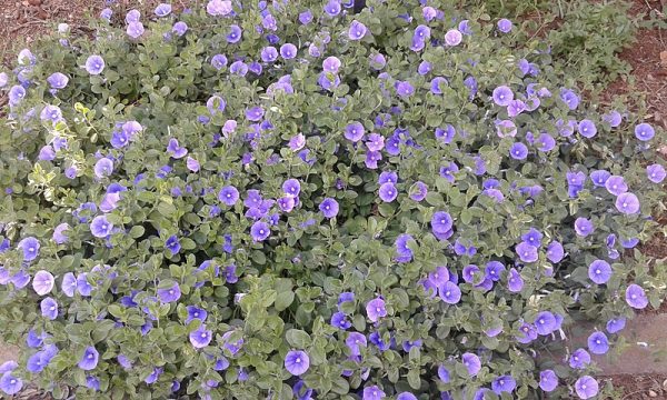 Convolvulus sabatius