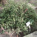 Muehlenbeckia
