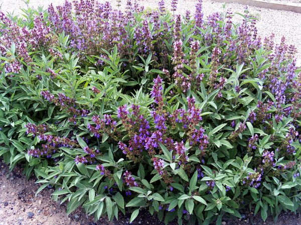 Salvia officinalis 