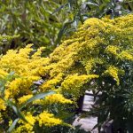 Solidago o Verga d’Oro