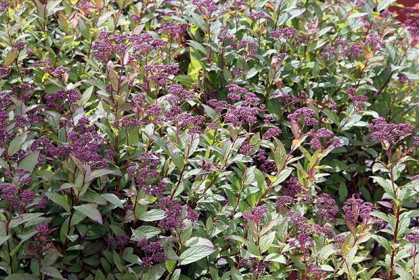 Spirea x bumalda