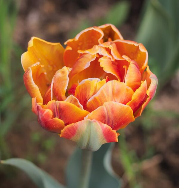 Tulipa Orange Princess