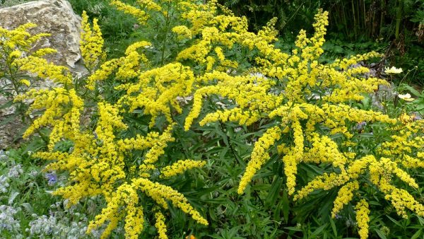 Coltivazione Solidago citronella